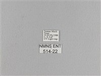 松大毛蟲藏品圖，第3張