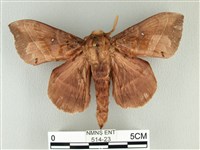 松大毛蟲藏品圖，第1張