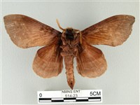 松大毛蟲藏品圖，第2張