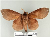 松大毛蟲藏品圖，第2張