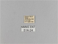 松大毛蟲藏品圖，第3張