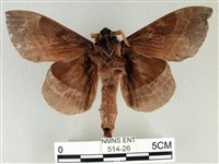 松大毛蟲藏品圖，第2張