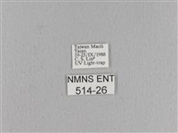 松大毛蟲藏品圖，第3張