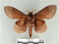 松大毛蟲藏品圖，第2張