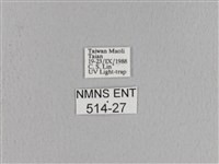 松大毛蟲藏品圖，第3張