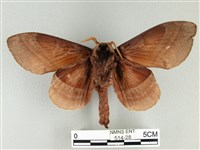 松大毛蟲藏品圖，第2張