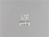 松大毛蟲藏品圖，第3張