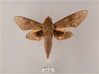 間斷斜紋天蛾藏品圖，第1張