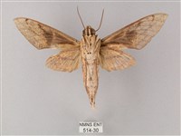 間斷斜紋天蛾藏品圖，第2張