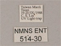 間斷斜紋天蛾藏品圖，第3張