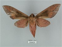 鋸線天蛾藏品圖，第2張