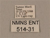 鋸線天蛾藏品圖，第3張