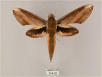 綠背斜紋天蛾藏品圖，第1張