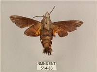 平帶長喙天蛾藏品圖，第2張