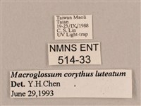 平帶長喙天蛾藏品圖，第3張