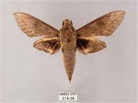 間斷斜紋天蛾藏品圖，第1張