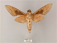 間斷斜紋天蛾藏品圖，第2張