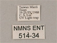 間斷斜紋天蛾藏品圖，第3張