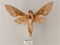 間斷斜紋天蛾藏品圖，第2張