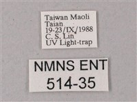 間斷斜紋天蛾藏品圖，第3張