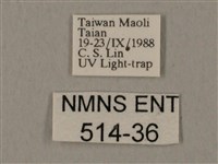 裂斑鷹翅天蛾藏品圖，第3張