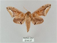 白點天蛾 藏品圖，第1張