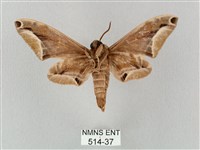 白點天蛾 藏品圖，第2張