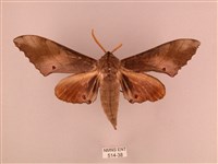 栗六點天蛾藏品圖，第1張