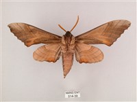 栗六點天蛾藏品圖，第2張