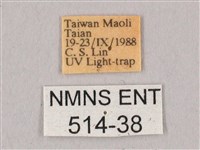 栗六點天蛾藏品圖，第3張