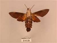 平帶長喙天蛾藏品圖，第2張