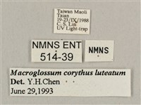 平帶長喙天蛾藏品圖，第3張