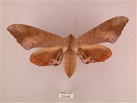 栗六點天蛾藏品圖，第1張