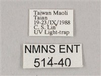 栗六點天蛾藏品圖，第3張