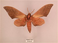 直翅六點天蛾藏品圖，第2張