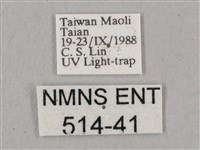 直翅六點天蛾藏品圖，第3張