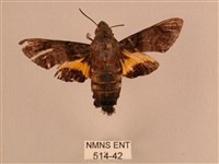 黃斑長喙天蛾藏品圖，第1張