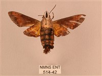 黃斑長喙天蛾藏品圖，第2張