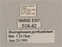 黃斑長喙天蛾藏品圖，第3張