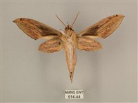 棕綠背線天蛾藏品圖，第2張