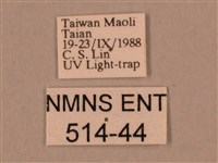 棕綠背線天蛾藏品圖，第3張