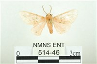 三條橙燈蛾藏品圖，第1張