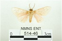 三條橙燈蛾藏品圖，第2張