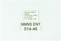 三條橙燈蛾藏品圖，第3張