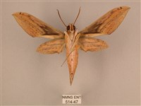 棕綠背線天蛾藏品圖，第2張