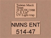 棕綠背線天蛾藏品圖，第3張