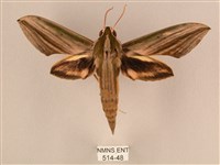 棕綠背線天蛾藏品圖，第1張