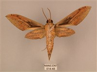 棕綠背線天蛾藏品圖，第2張