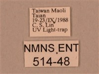 棕綠背線天蛾藏品圖，第3張