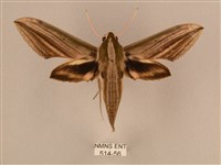 棕綠背線天蛾藏品圖，第1張